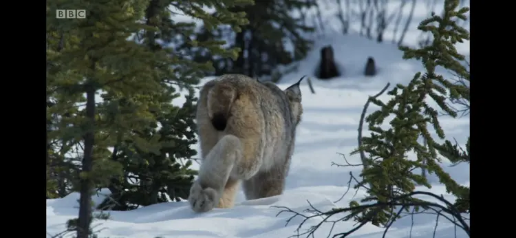 Canada lynx (Lynx canadensis) as shown in Seven Worlds, One Planet - North America